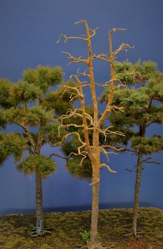 Diorama modell nadelbäume 1 - modell,