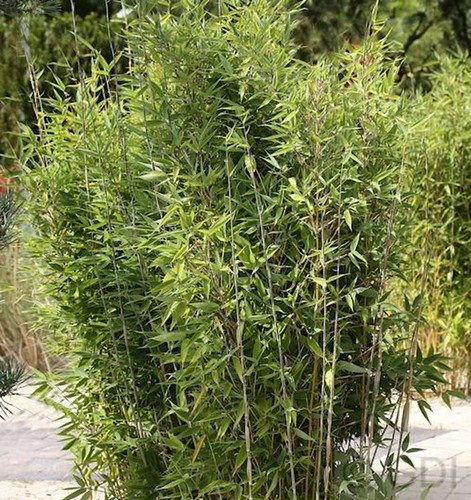 Gartenbambus obelisk 80cm - gartenbambus, 60-80cm