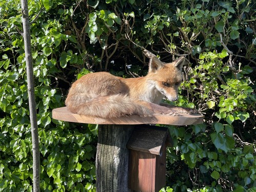 Tierpräparat fuchs - tierpräparat,