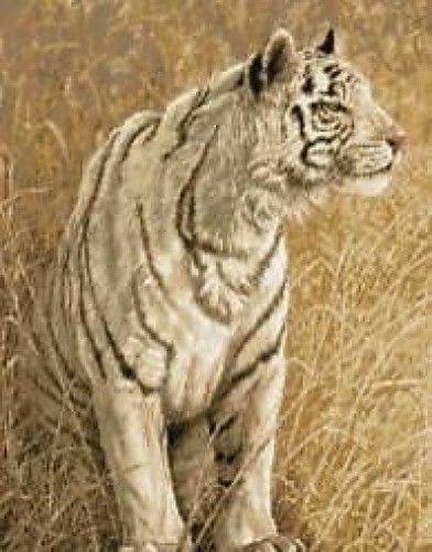 White light tiger - white,