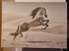 Steigendes Andalusier-Pferd - Dekorativer Druck - 70x50cm