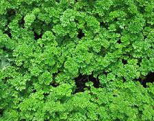 1000 Samen Krause Petersilie - Triple Curled Petroselinum crispum