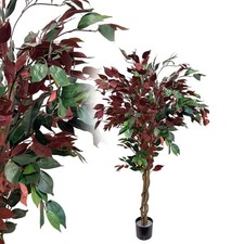 Roter Ficus Elastica Benjamin
