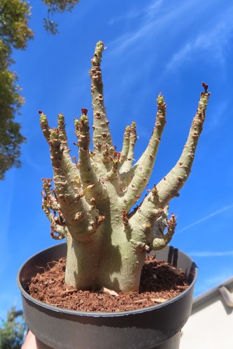 Adenium obesum wüstenrose - obesum,