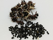 100 200 bienenbaum samen - 100,,