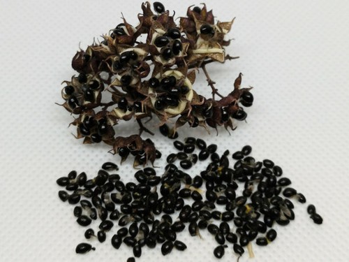 100 200 bienenbaum - 100,,