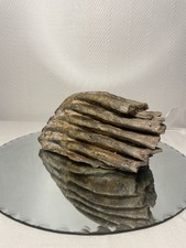 Fossiler Mammut-Zahn