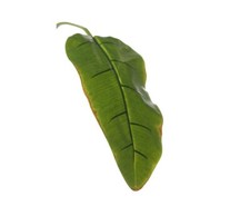 Bananenblatt Set 12 Stück