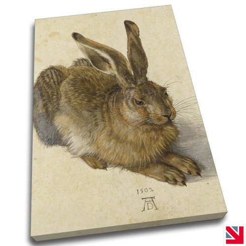 Albrecht dürer hase - dÜrer,