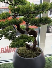Handgemachter bonsai baum - handgemachter,