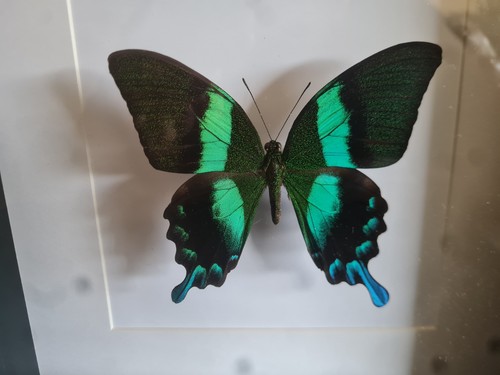 Papilio blumei indonesien - papilio,