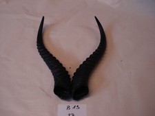 Springbock Hörner Schläuche Krucken Krampus Maskenbau Geweih B 13