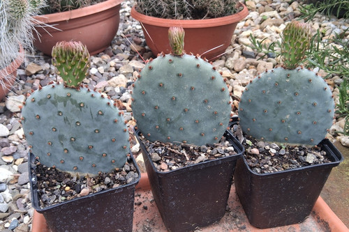 Opuntia macrocentra orogrande - macrocentra,