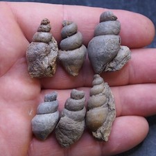 6Pcs Gastropod  Bivalve