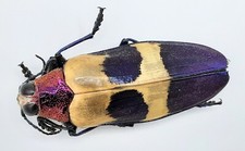 Buprestidae, Chrysochroa
