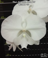 Phalaenopsis Miki White Swan