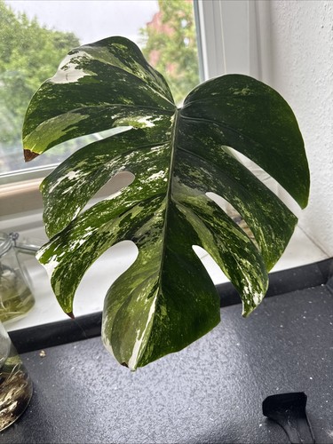 Monstera deliciosa half - half, moon