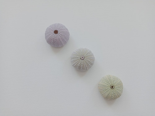 Bunte seeigel für luft - bunte,