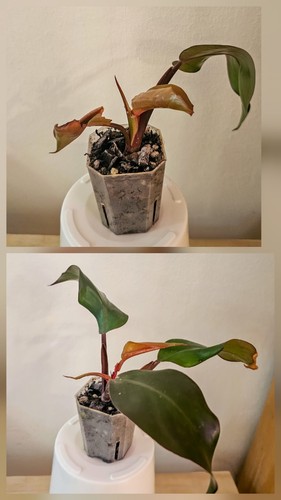 Philodendron imperial red - philodendron,