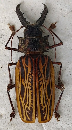 Cerambycidae macrodontia - cerambycidae:,