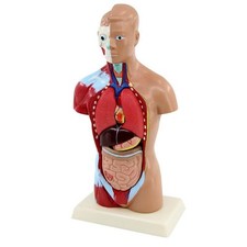 Torso Anatomie Modell Torso