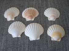 6 schöne Jakobsmuscheln Muschel Deko Basteln Aquarium 10 cm D