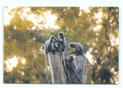 Postkarte brillenlangur - 1,