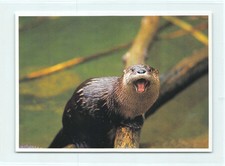 1 AK Nordamerikanischer Fischotter Otter Marder Raubtier - USA 2 !!! *