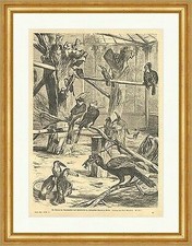 Die Voliere der Großschnäbler und Pfefferfresser im Zoo, Berlin Holzstich E 5621