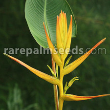 Heliconia latispatha – Tropischer Klassiker für Ihr Zuhause! 10 x Samen