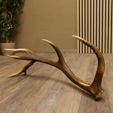 Rothirsch Stange 12 ender