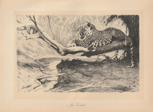 Leopard jaguar auf der - leopard, lauer