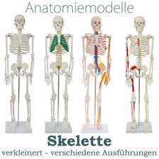 Menschliches Skelett Anatomie Anatomisches Modell Spinalnerven Muskeln 80 cm