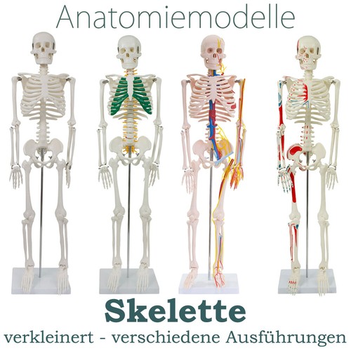 Menschliches skelett anatomie - menschliches,