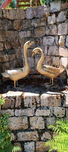 Gänsepaar gans lebensgroß - gänsepaar,