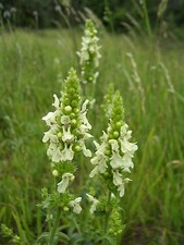 Stachys recta AUFRECHTER ZIEST
