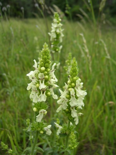 Stachys recta aufrechter ziest - recta,