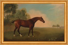 A Bay Horse in a Field