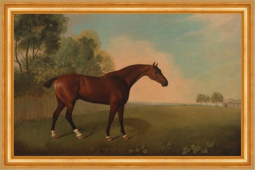 Bay horse a field - a,