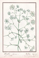 Aralia Spinosa devil's walking