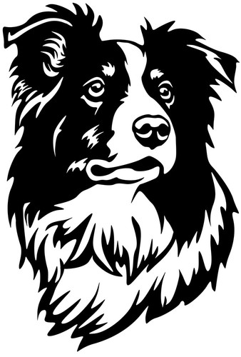 Border collie aufkleber - border,