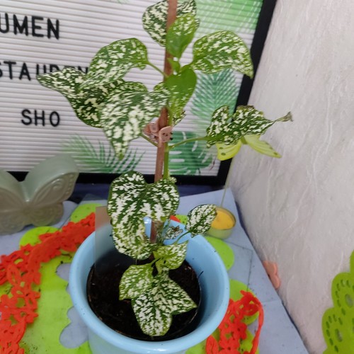 Hypoestes phyllostachya