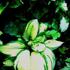 Hosta Funkie Herzblattlilie