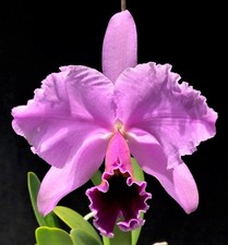 :-)) Cattleya percivaliana "Summit" FCC/AOS x self :-))