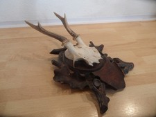 Reh Geweih Rehgeweih Rehbock