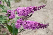 Buddleja davidii 'Border