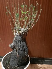 Mestoklema elatum "white flower", caudex, Sukkulente, Pflanze, wunderschön