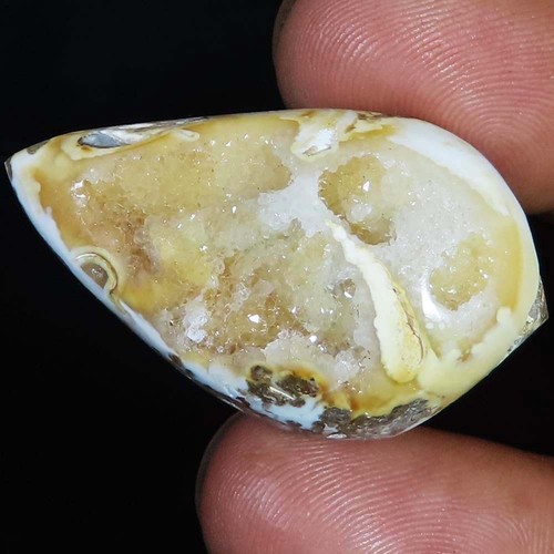 Natürlich fossil schnecke - natürlich,