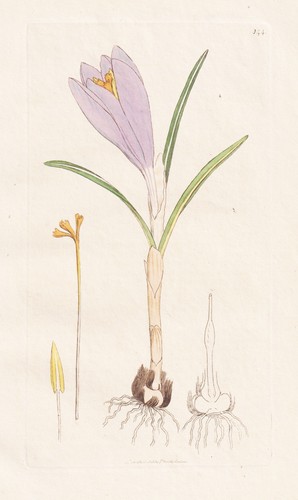 Crocus vernus