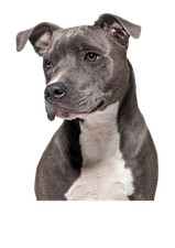 American Staffordshire Terrier Autoaufkleber Wandtattoo Tür Sticker-Hunde Top